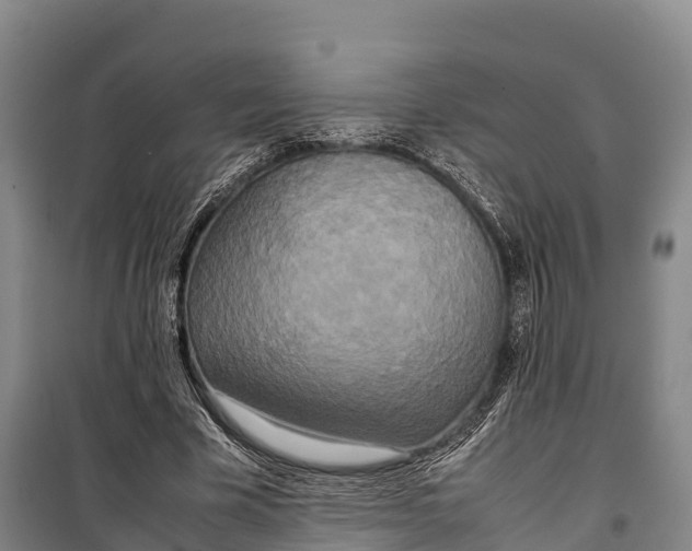 X0000099230585200805151631