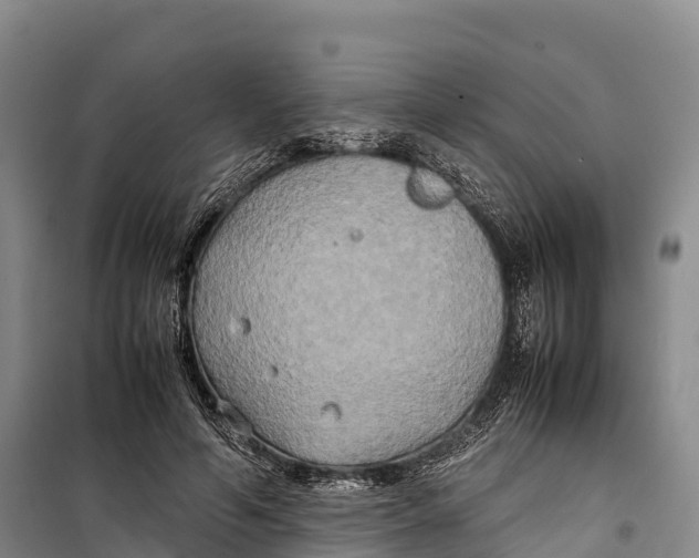 X0000099230594200805151631