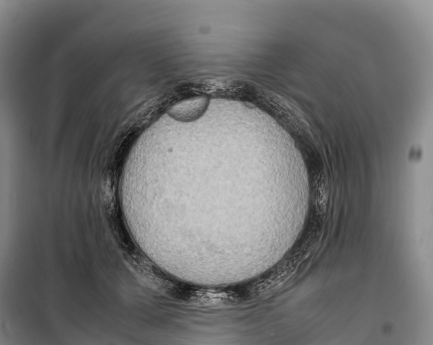 X0000099230607200805151631