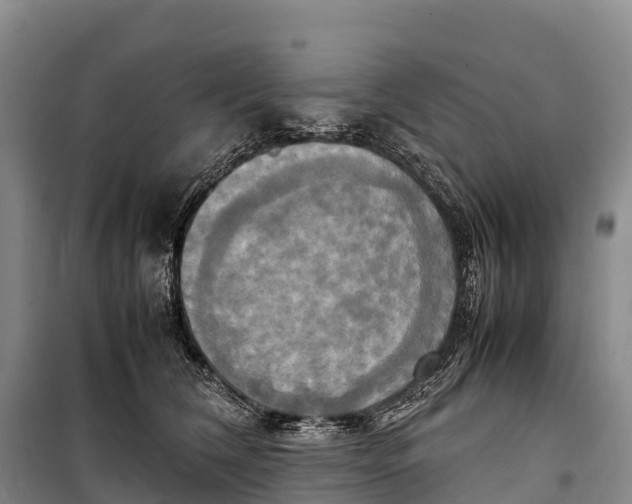 X0000099230612200805151631