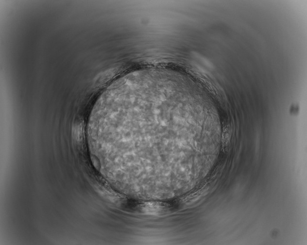 X0000099230623200805151631