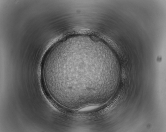 X0000099230630200805151630