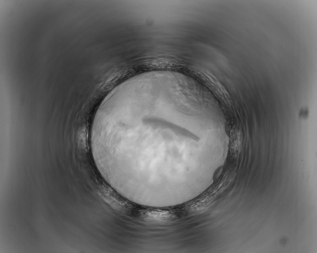 X0000099230669200805151631