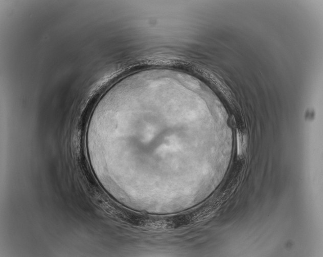 X0000099230675200805151630