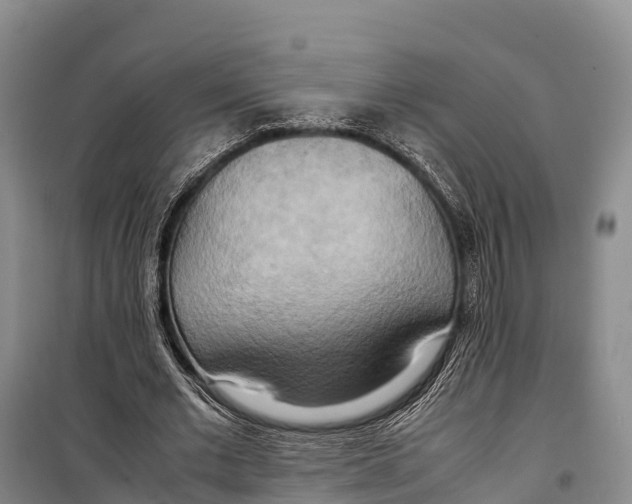 X0000099230677200805151630