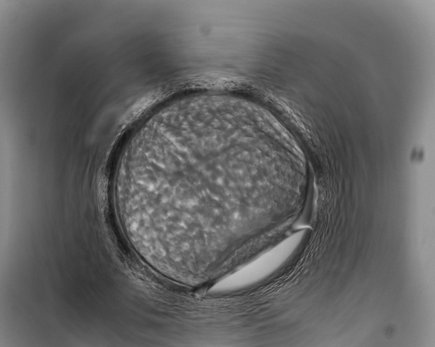 X0000099230679200805151630