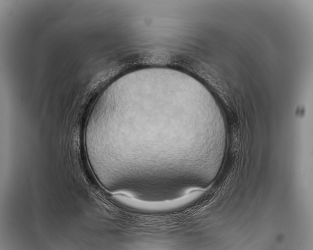 X0000099230681200805151630