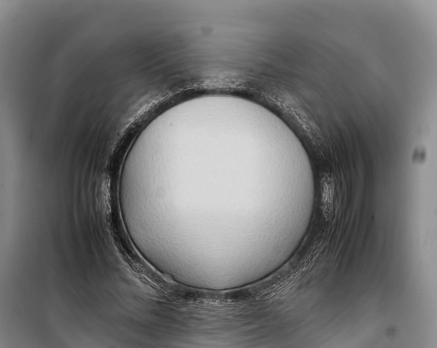 X0000099230684200805151630