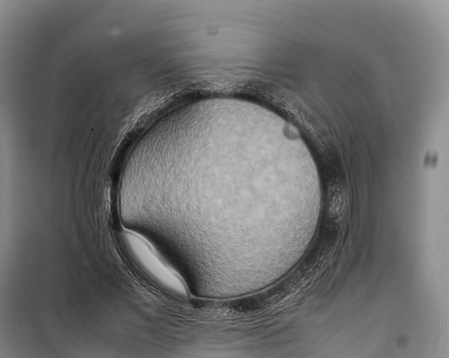 X0000099230685200805151630