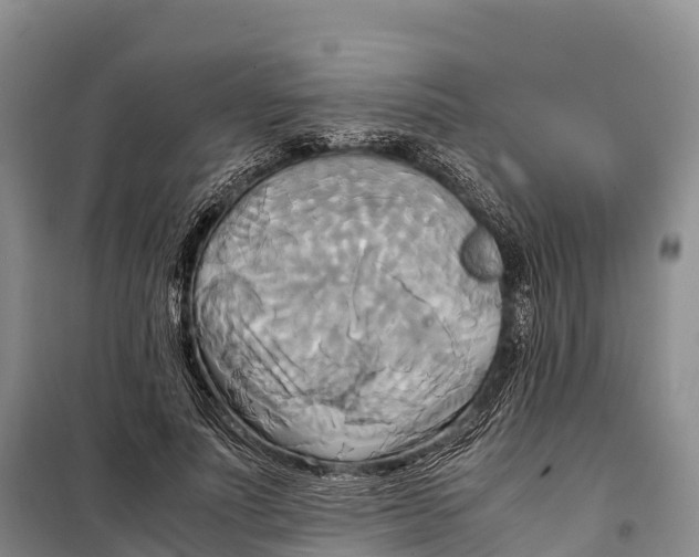 X0000099230691200805151630