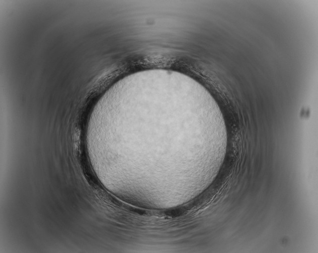 X0000099230693200805151630