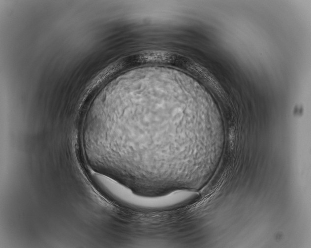 X0000099230725200805151629