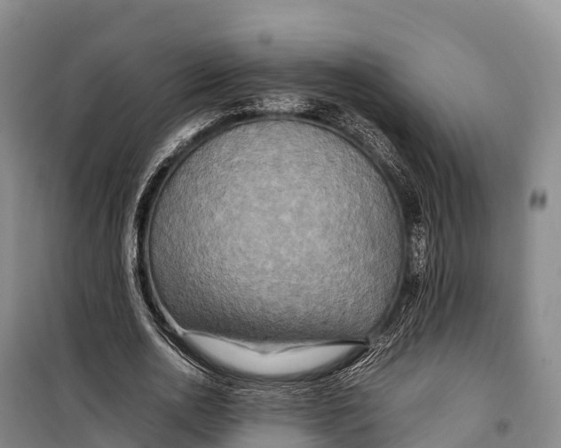 X0000099230726200805151629