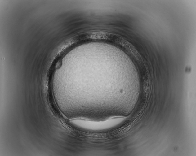 X0000099230727200805151629