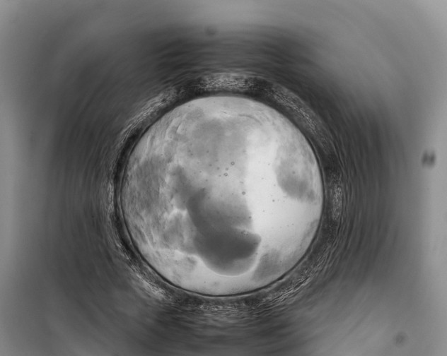 X0000099230729200805151629