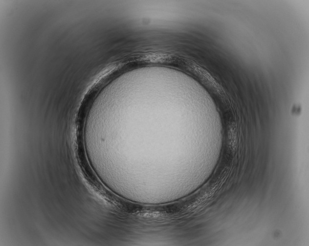 X0000099230730200805151629