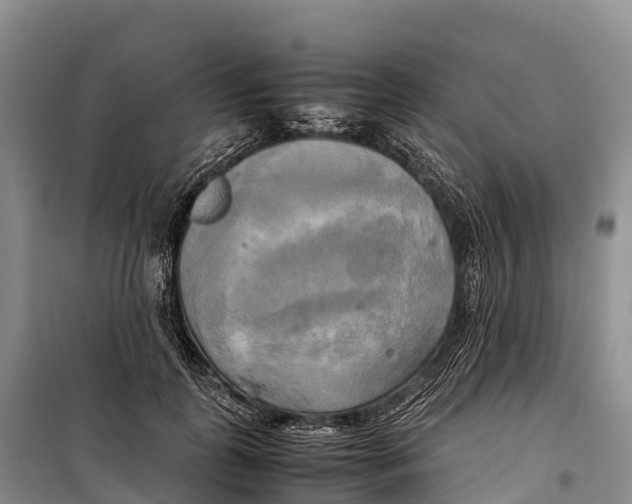 X0000099230747200805151629