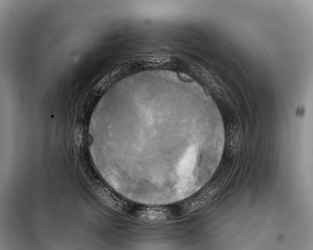 X0000099230758200805151629