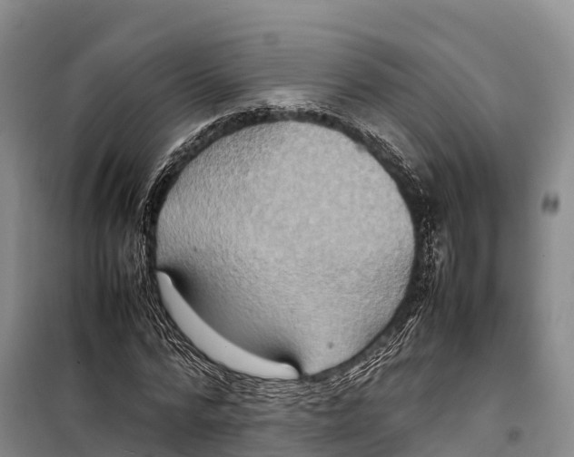 X0000099230776200805151629