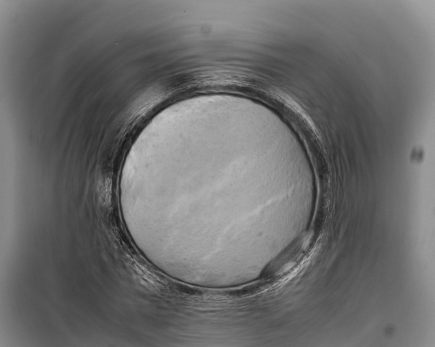 X0000099230777200805151629