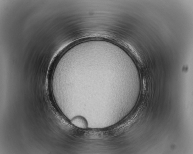 X0000099230780200805151629