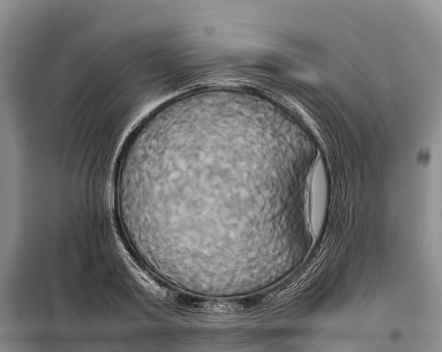 X0000099230795200805151629