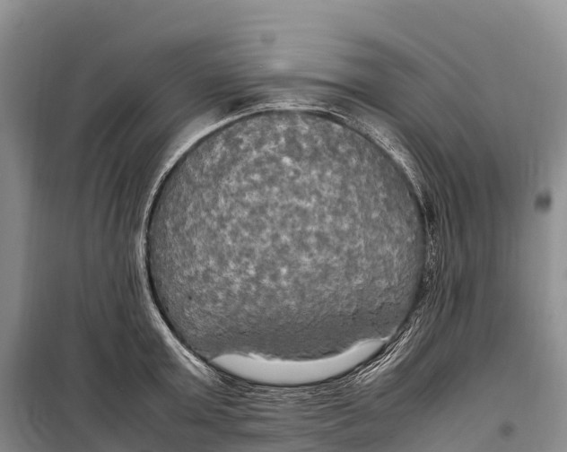 X0000099230803200805151628