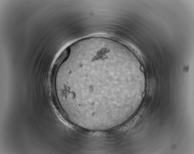 X0000099230808200805151628