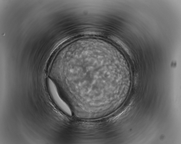 X0000099230829200805151628