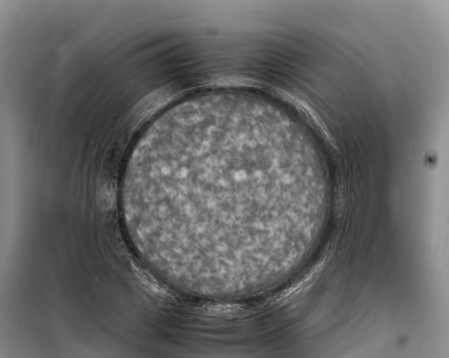 X0000099230833200805151628