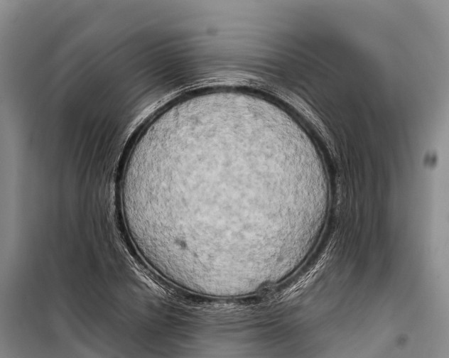 X0000099230834200805151628