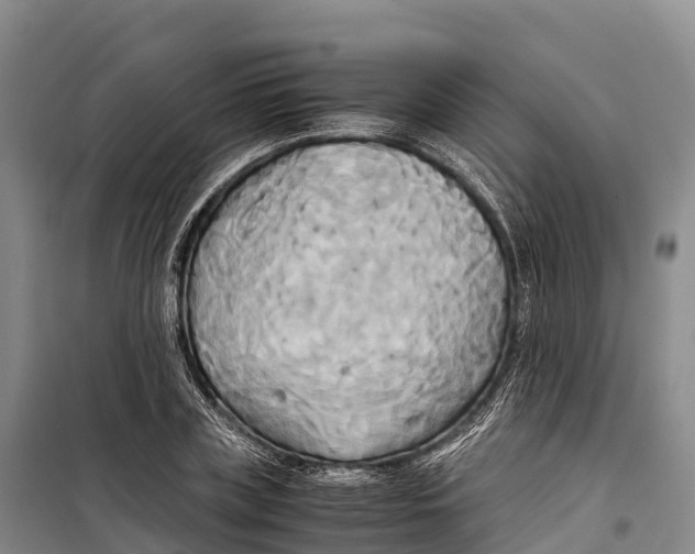 X0000099230835200805151628