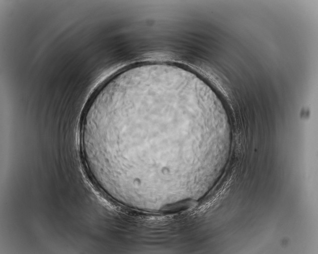 X0000099230839200805151628