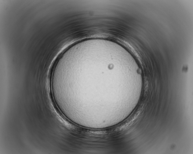 X0000099230843200805151628