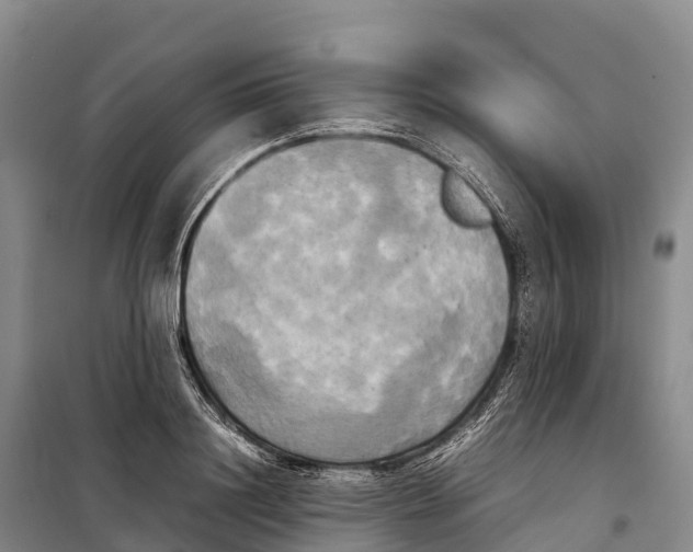 X0000099230844200805151628