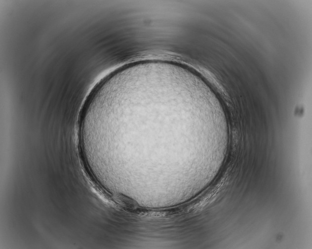 X0000099230846200805151628