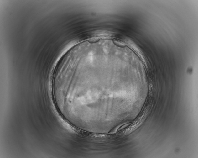 X0000099230859200805151628