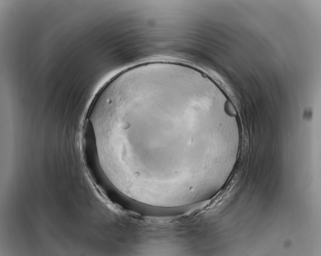 X0000099230862200805151628