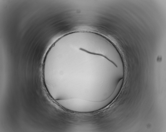 X0000099230864200805151628