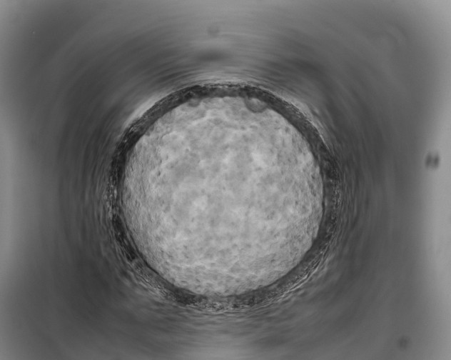 X0000099230871200805151627