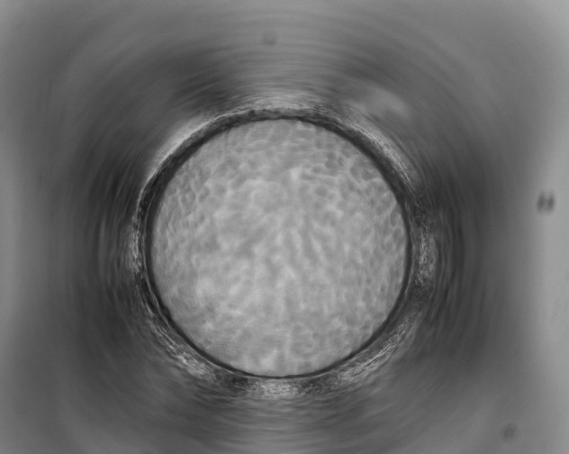 X0000099230878200805151627