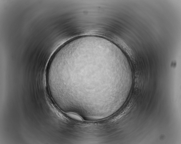 X0000099230892200805151627