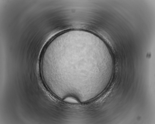 X0000099230932200805151626