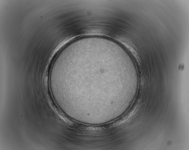 X0000099230933200805151626