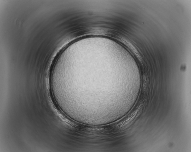 X0000099230939200805151626