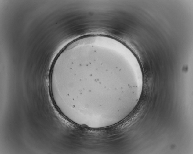 X0000099230951200805151626