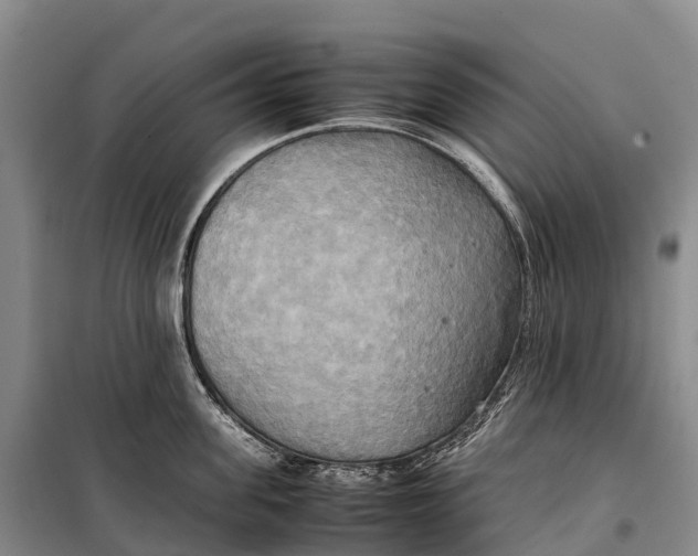 X0000099230955200805151626