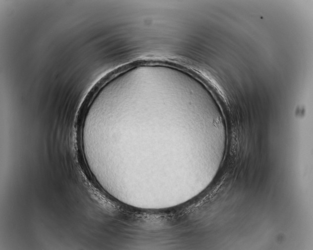 X0000099230976200805151626