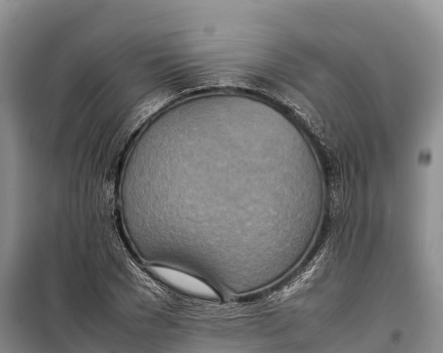 X0000099230977200805151625