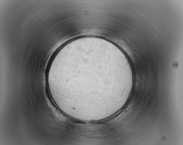 X0000099230980200805151625